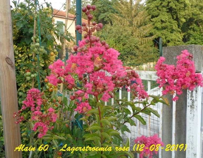 Lilas d'Inde-Lagerstroemia.JPG