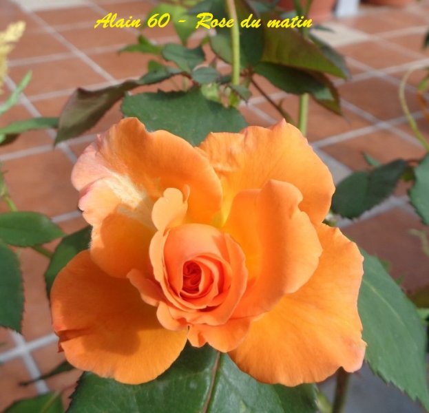 Rose (A scelta).jpg