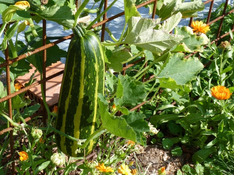 potager - aout '19 011 (800x597).jpg