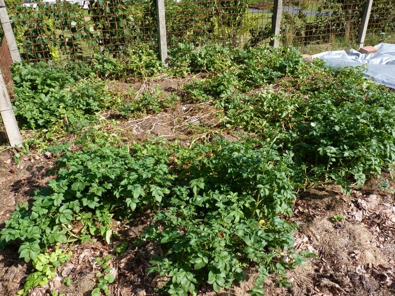 potager - aout '19 009 (800x600).jpg