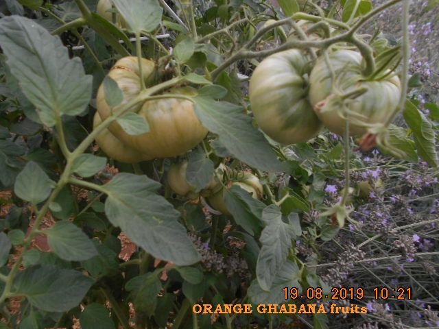ORANGE GHABANA fruits.jpg