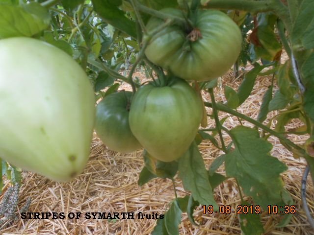 STRIPES OF SYMARTH fruits.jpg