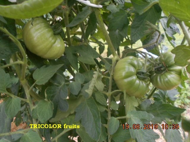 TRICOLOR fruits.jpg