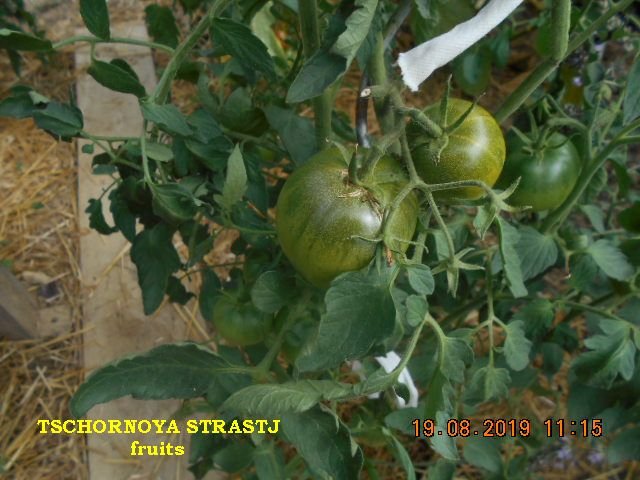 TSCHORNOYA STRASTJ fruits.jpg