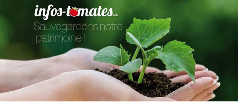 infos-tomates.jpg