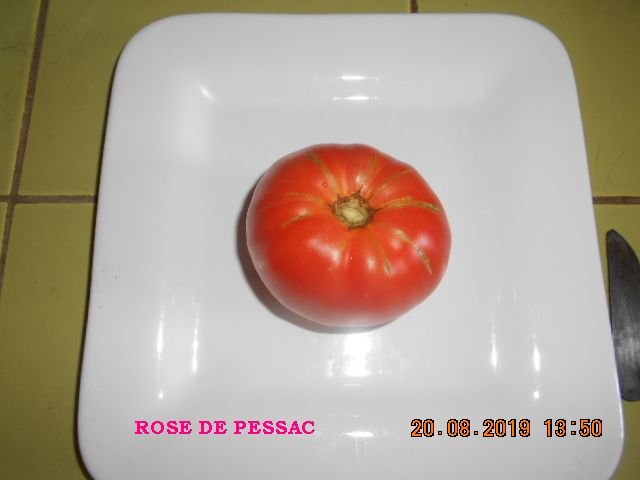 ROSE DE PESSAC 1.jpg