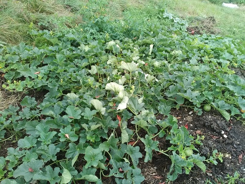 les melons se plaisent sur le tas de fumier.jpg