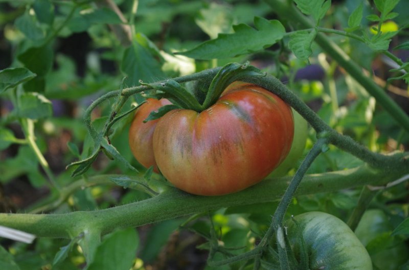 tomate_22_08_2019.JPG