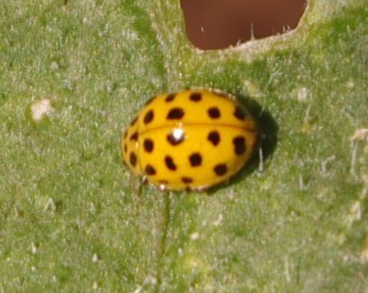 coccinnelle_gros_plan.JPG