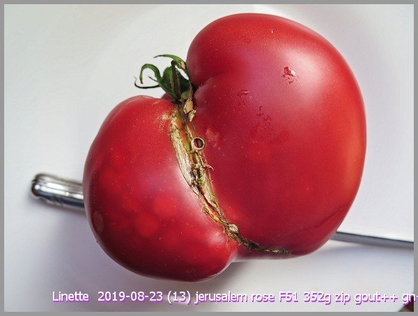 2019-08-23 (13) jerusalem rose f51 352g zip gout++ gn-nsm.jpg