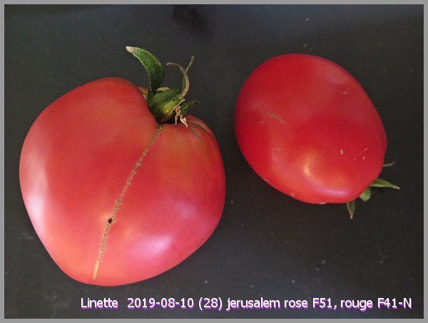 2019-08-10 (28) jerusalem rose f51, rouge f41-nsm.jpg