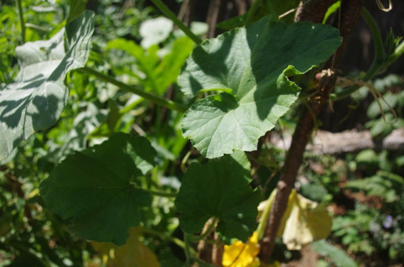 Courge moschata - Butternut honey nut - Feuillage