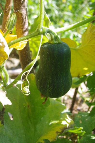 Courge moschata - Butternut honey nut - fruit