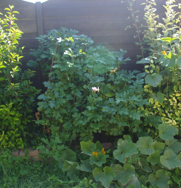 Pommes de terre en fleur le 25/08/2019