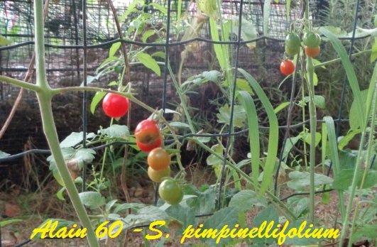Solanum pimpinellifolium.JPG
