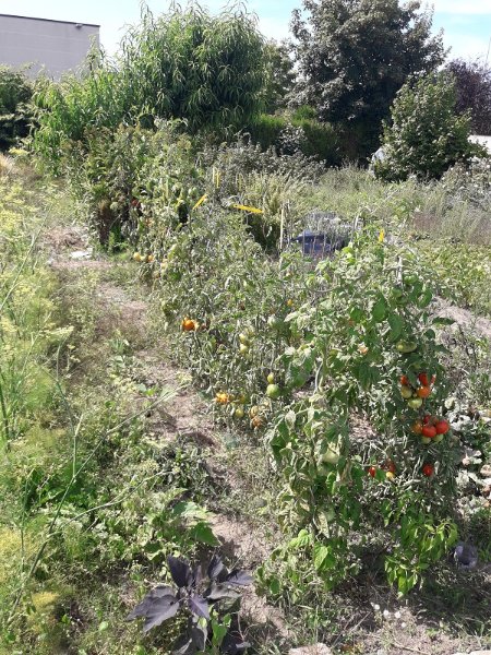 190823 pieds de tomate en extérieur.jpg