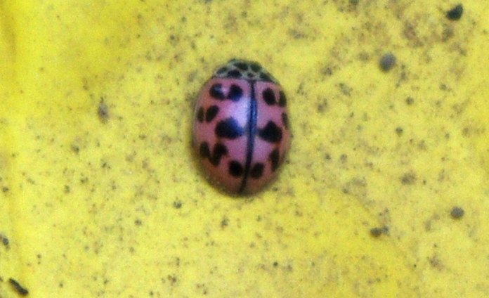 oenopia_conglobata_coccinelle_rose.JPG