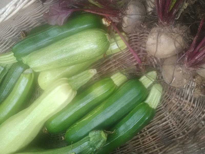 betteraves et courgettes.jpg