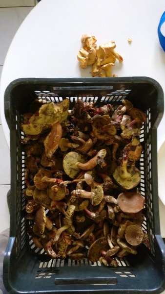 Champignons.jpg