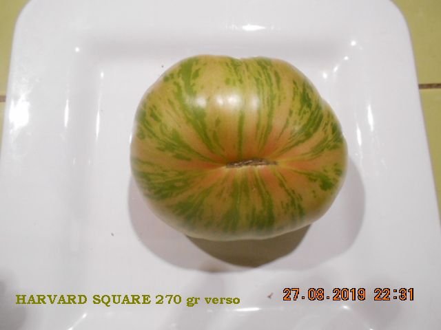 HARVARD SQUARE 270 gr verso.jpg
