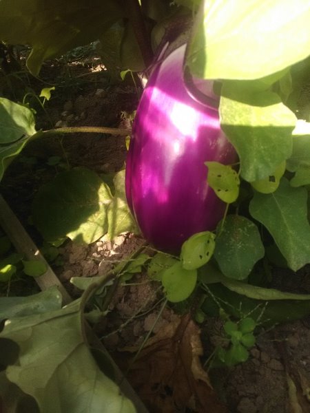 aubergine 29-08-19.jpg