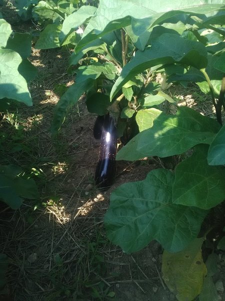 aubergine 28-8-19.jpg