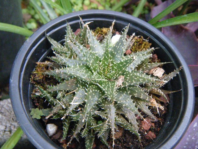 DSCF1873.JPG