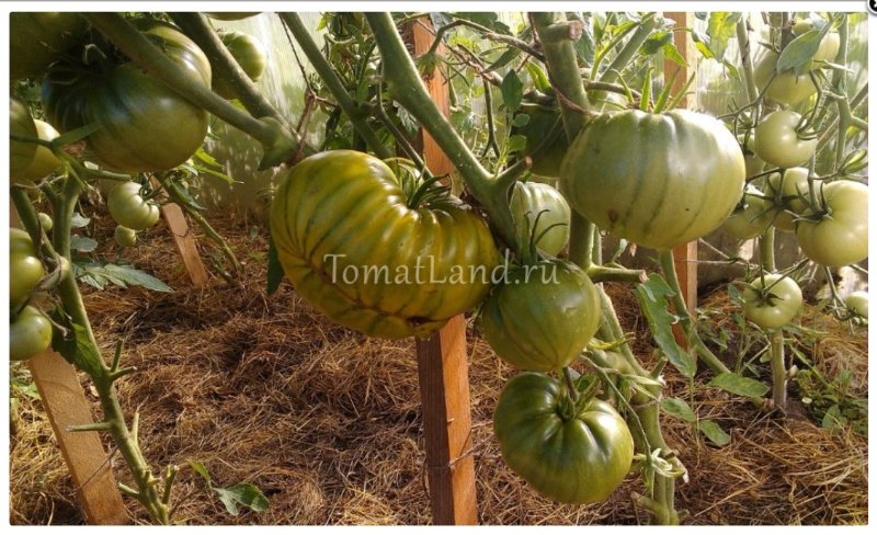 Tomate Liqueur Irlandaise (Tomatland).jpg