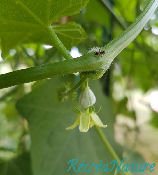 Chayottes du jardin4.jpg