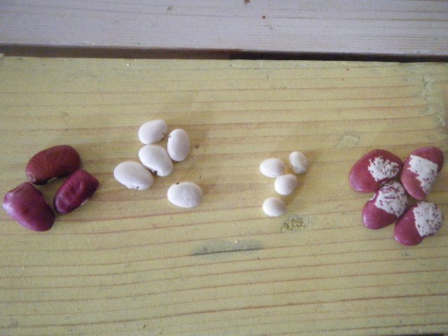 DSCF1886.JPG