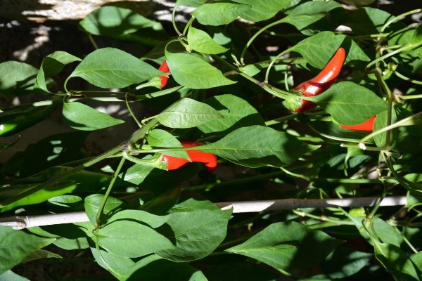 Piment de Cayenne