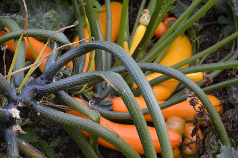 Courgette Goldrush