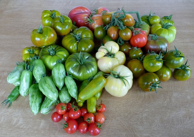 tomates 2019 001 (800x565).jpg