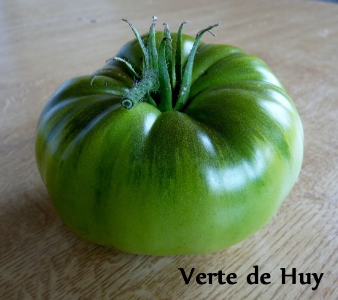 tomates 2019 004 (800x711).jpg