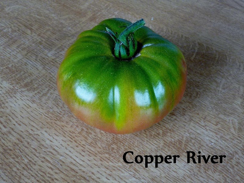 tomates 2019 007 (800x600).jpg