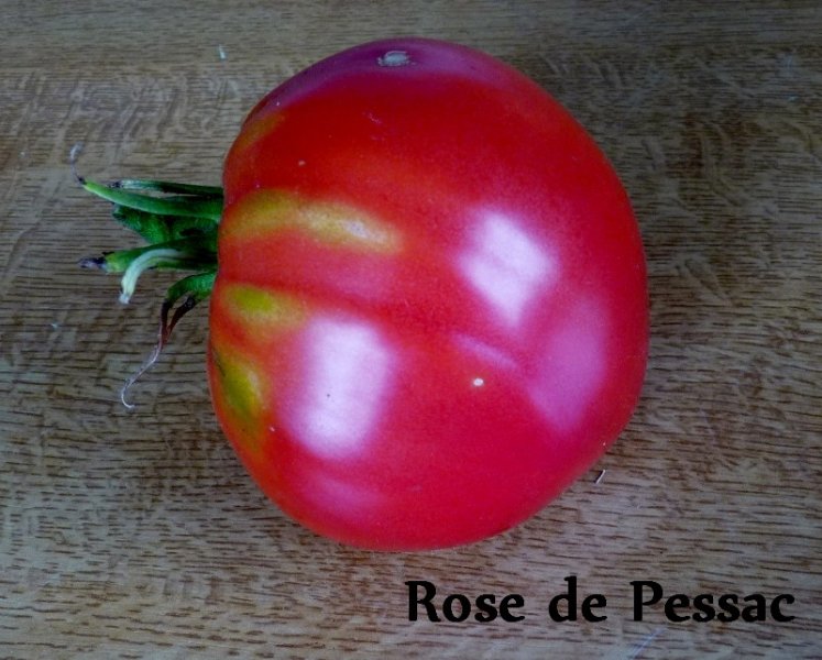 tomates 2019 011 (800x643).jpg