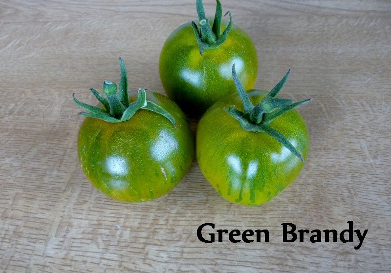 tomates 2019 016 (800x559).jpg