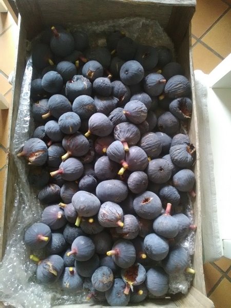 récolte de figues 4,200 Kg.jpg