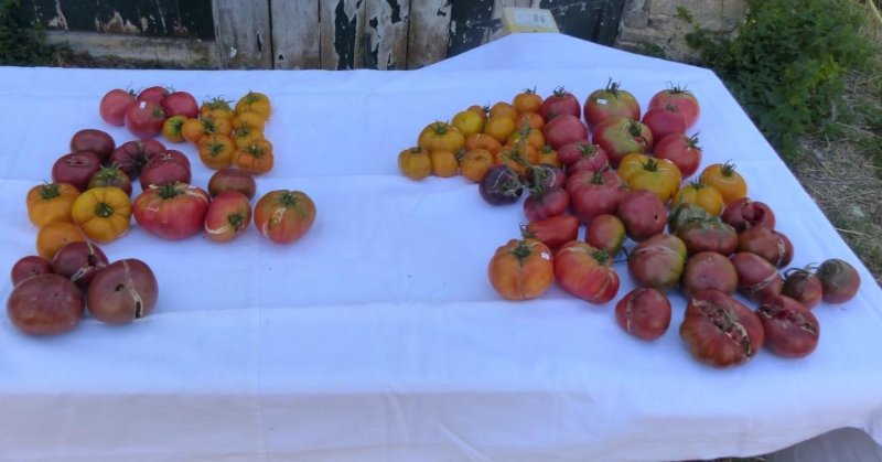 tomates 1-9-19 semis vs greffées.JPG