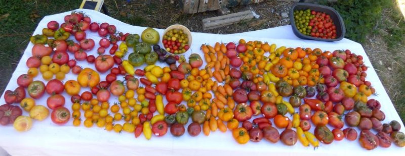 récolte tomates 1er septembre 2019.JPG