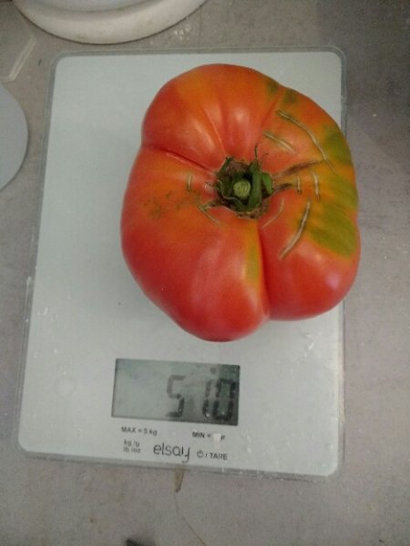 Ma plus grosse tomate à ce jour, une Oscar Gonthier de 510 g.