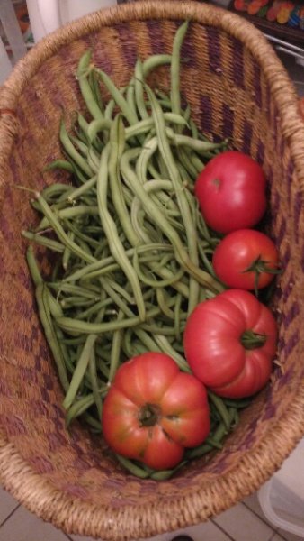 Un panier de haricots verts Fortex (miam) et quelques tomates Oscar Gonthier