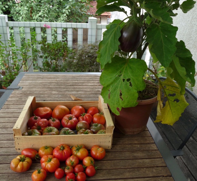 tomate - 1 (2).jpg