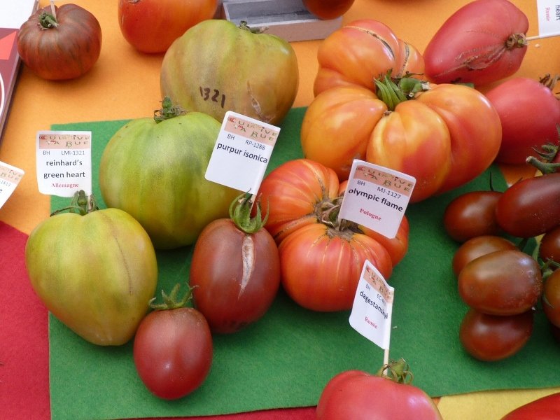 Fête de la tomate à Haverskerque 024 (800x600).jpg