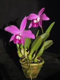 laelia sincorama.jpg