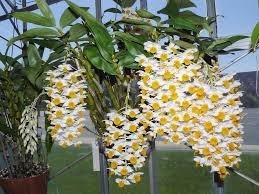 dendrobium thyrsiflorum.jpg