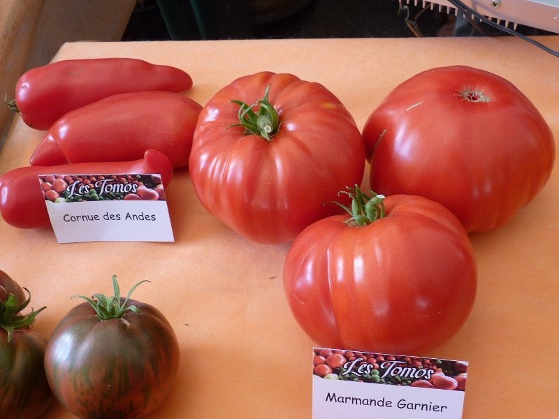 Fête de la tomate à Haverskerque 027 (800x600).jpg