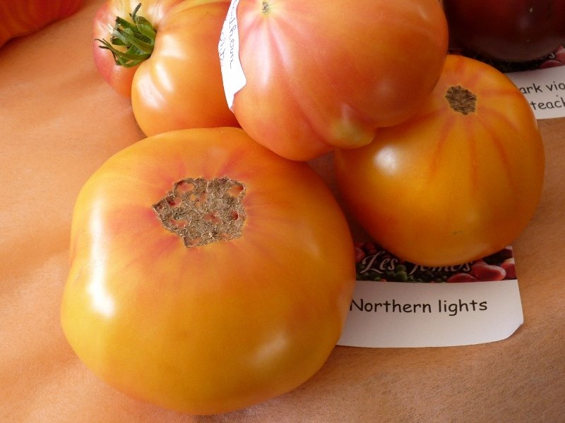 Fête de la tomate à Haverskerque 029 (800x600).jpg