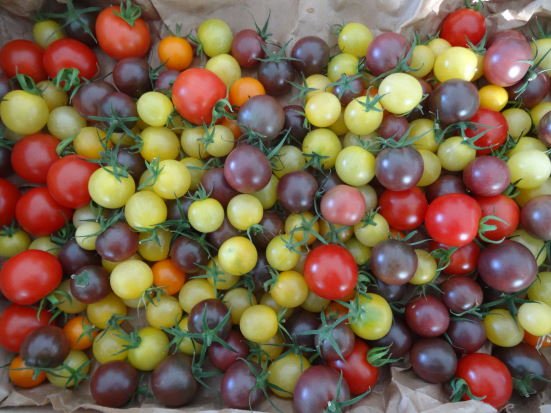 tomates cerises.jpg