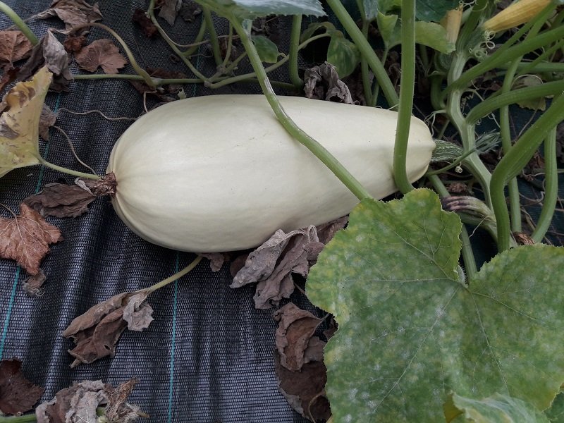 190911 courgette blanche d'Egypte.jpg